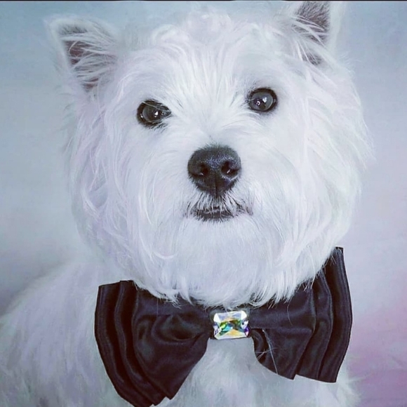 Meet your Posher, Rahjeena - Picture 10 of 16